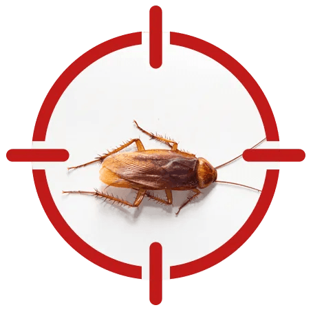 Pest Control Service