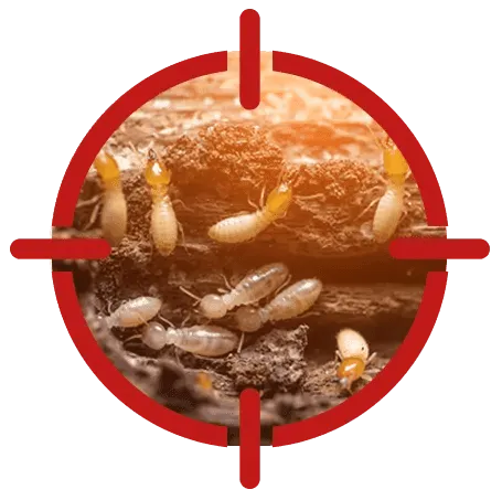 Termite Inspection Service